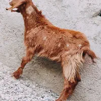 بزمری چتی آبست دوقلوزا