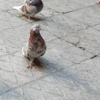 کبوتر سرور