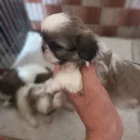 سگ های جیبی و مینیاتوری و گربه های خانگی