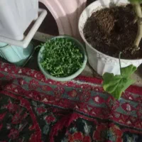 فروشی|گل و گیاه طبیعی|مشهد, شهرک امام هادی (شهرک غرب)|دیوار