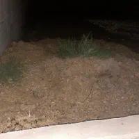 کود اسب
