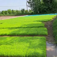 باکس نشا هاشمی|خدمات باغبانی و درختکاری|رشت, حومه رشت|دیوار