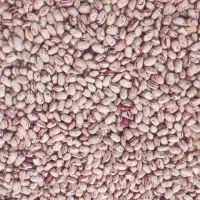 ماش چیتی و قرمز