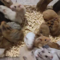 همستر ، رت ، موش سوری|موش و خرگوش|مشهد, احمدآباد|دیوار