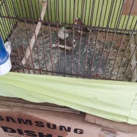 فنچ|پرنده|شهر ری, شهرک نظامی|دیوار