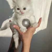 واگذاری توله پرشین و پرشین بالغ|گربه|تربت‌حیدریه, حسنی بالا|دیوار