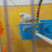 مرغ عشق ماده معاوضه با فنچ