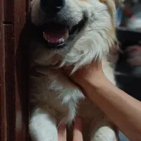 سگ اشپیدز پامر