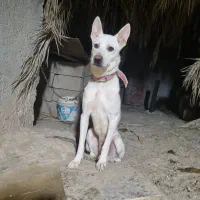 سگ گرگی سفید|سگ|آبپخش, |دیوار