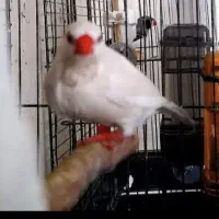 فنچ کرواتی مولد|پرنده|تهران, دبستان|دیوار