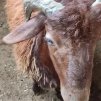 فروش‌گوسفندنر