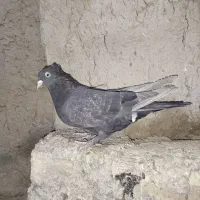 کبوتر ماده|پرنده|مرودشت, دولت آباد|دیوار