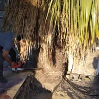 قطع و برش رایگان نخل|خدمات باغبانی و درختکاری|برازجان, |دیوار