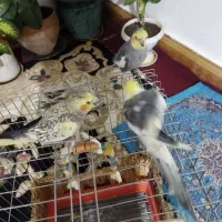 عروس هلندی|پرنده|بروجرد, |دیوار