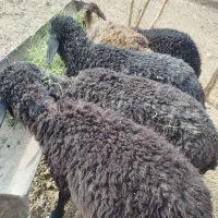 پنج عدد بره علف خور شیر مست