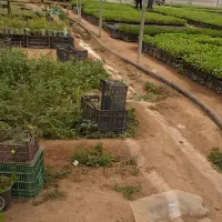 زمین-توتوئیه
