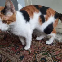 گربه|گربه|قائم‌شهر, |دیوار