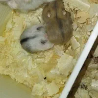 فروش همستر|موش و خرگوش|تهران, افسریه شمالی|دیوار