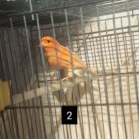 قناری رد فاکتور|پرنده|اردبیل, |دیوار