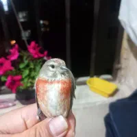 سینه قرمز سهره بخون قناری عروس کوتوله