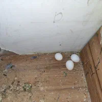 عروس هلندی
