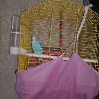 مرغ عشق ماده