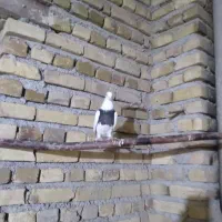 طوقی خرمایی کاکولی ماده|پرنده|رزن, |دیوار