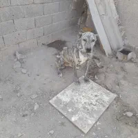 افغان|سگ|تهران, یافت‌آباد|دیوار