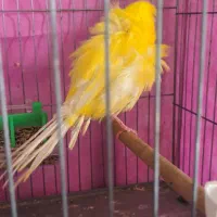 قناری فر|پرنده|رشت, فرزانه|دیوار