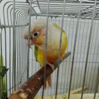 یک جفت گرینچیک آماده