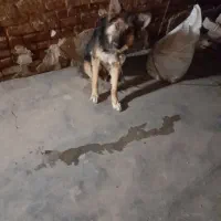 سگ اهلی ونگهبان