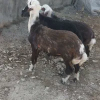 بره ماده پلنگی