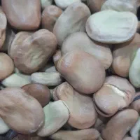 فروش باقالی