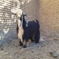 فروش چپش دبر.بعده|حیوانات مزرعه|لاران, |دیوار