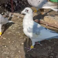 کبوتر|پرنده|نیشابور, عدالت|دیوار