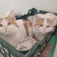 فروش یک جفت گربه نرومایه خانگی ودست آموز