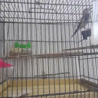 یک عدد سهره معاوضه با  قناری یا فروش