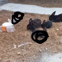 ۴ عدد خرگوش دو نر دو ماده