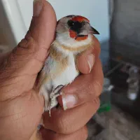 سهره|پرنده|تیکمه داش, |دیوار