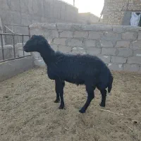 بره نر قره قزل