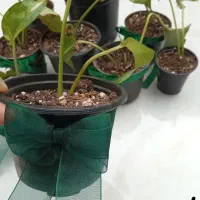 انواع گل بمناسبت روز مادر|گل و گیاه طبیعی|میبد, |دیوار