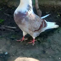 کبوتر هما سرور