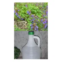 عرق بادرنجبویی( بادرشمی)