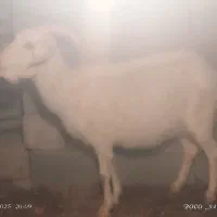 بز سانن ابست