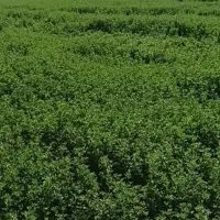 یونجه کوبیده شده
