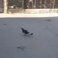 پلنگی سیاه