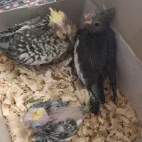 جوجه عروس هلندی سرلاکی