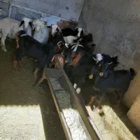 کهره بره چاق