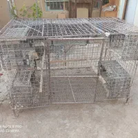 پرون و قفس|لوازم جانبی حیوانات|ساروق, |دیوار