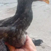 لاری دو جفت جوجه لاری اصل